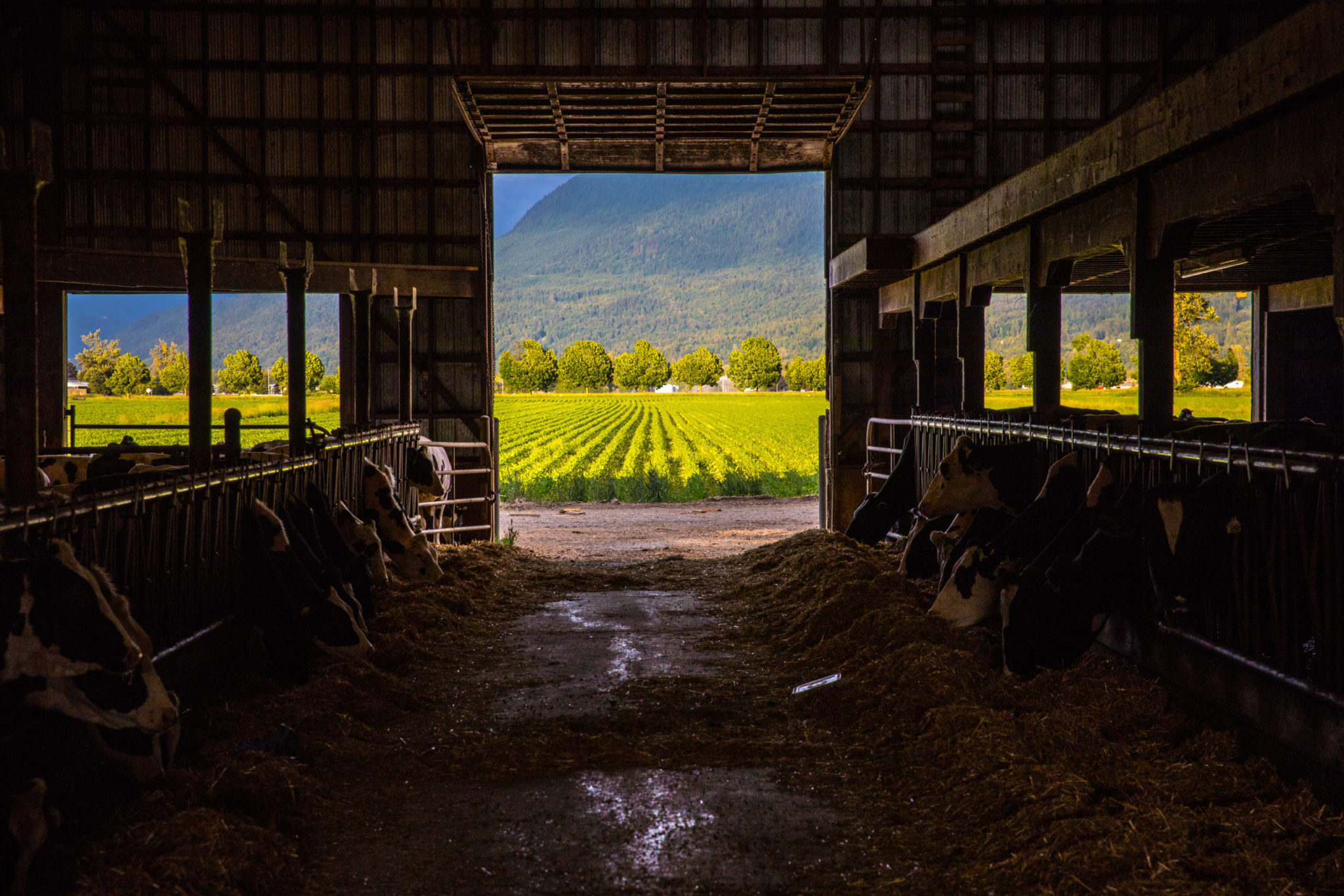 Cows and corn Salvation Army Centre of Hope
